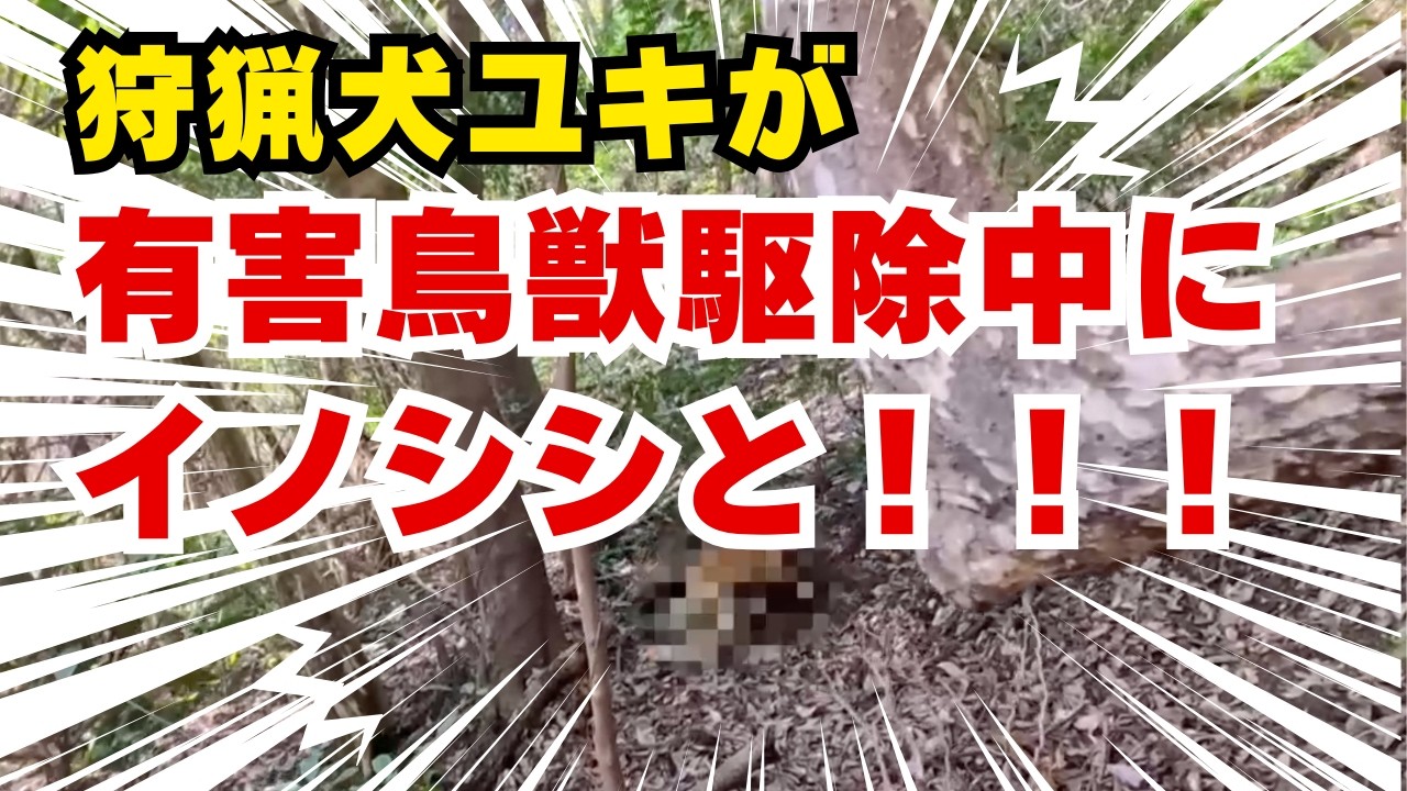 イノシシの有害鳥獣駆除中に狩猟犬ユキがイノシシと一緒に！！！