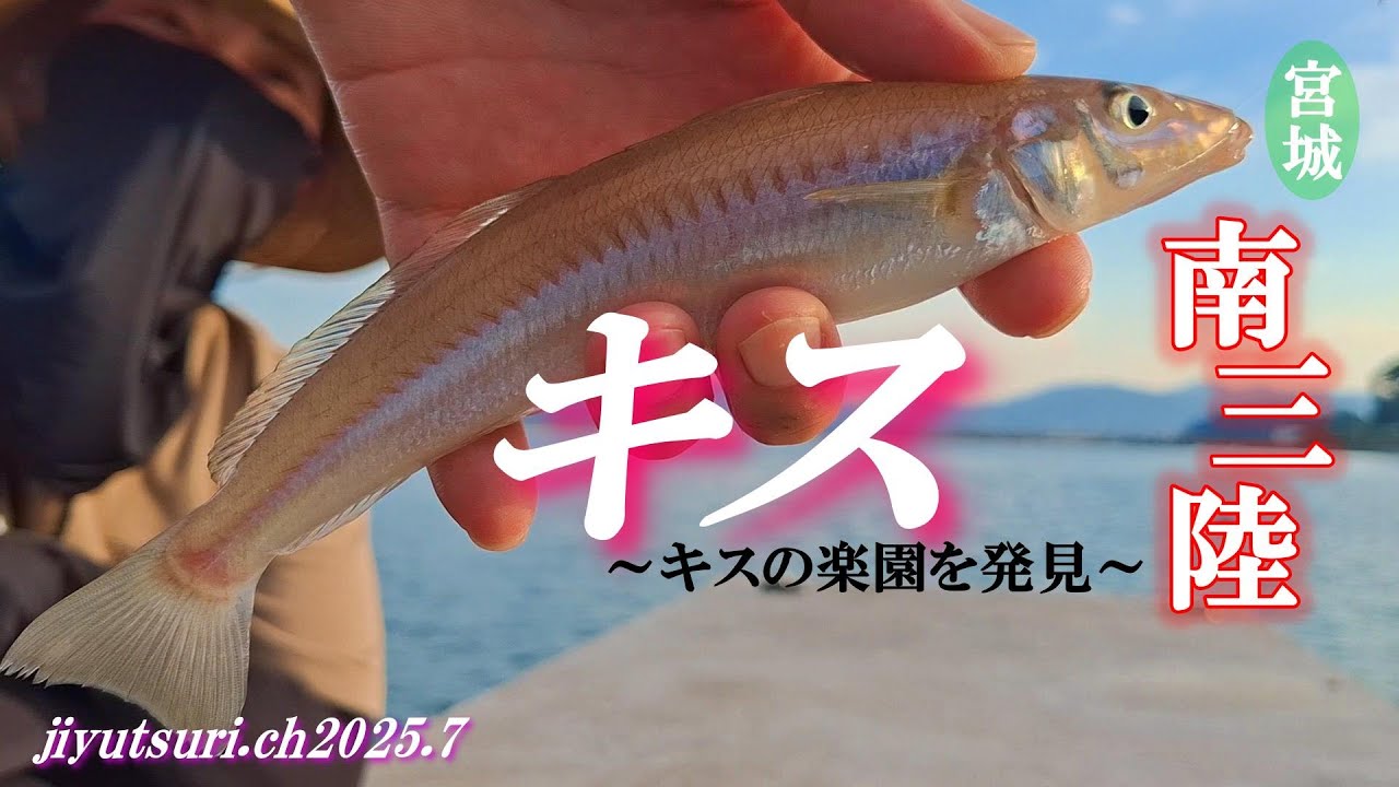 【良型キスが連発する楽園を発見した！】夏も本番！南三陸のキス釣り♪