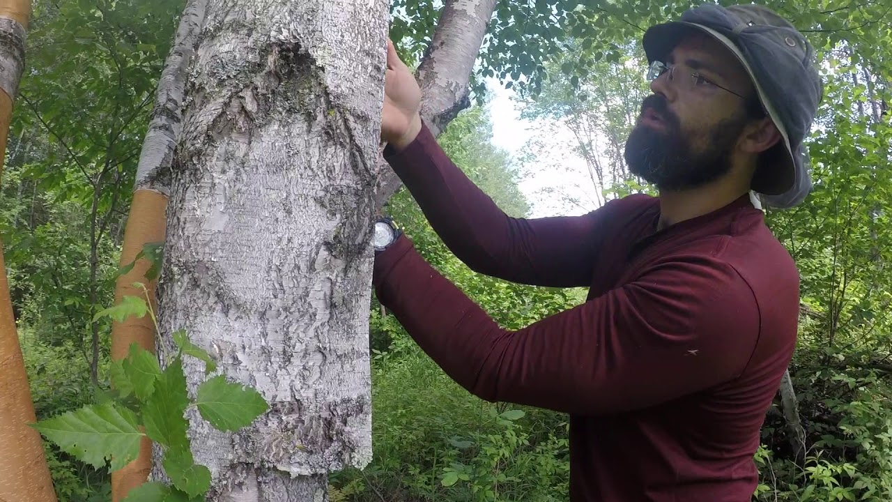 Birch Bark