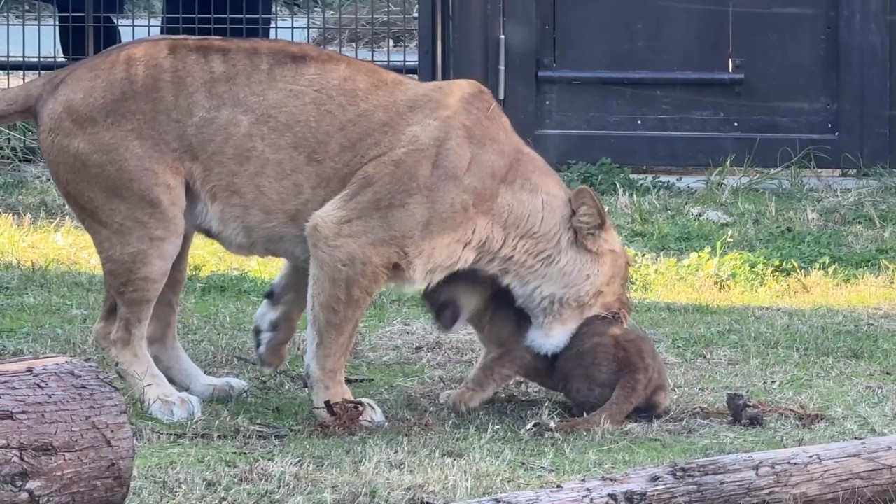 番外編 ママクレーン！やめて～のベガちゃん【番外編】【豊橋総合動植物公園のんほいパーク】ライオン