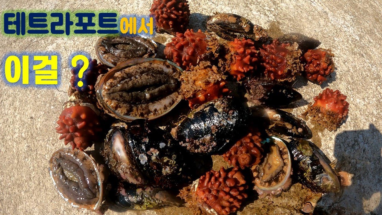 테트라포트에서 해산물(전복,멍게,섭) 채취