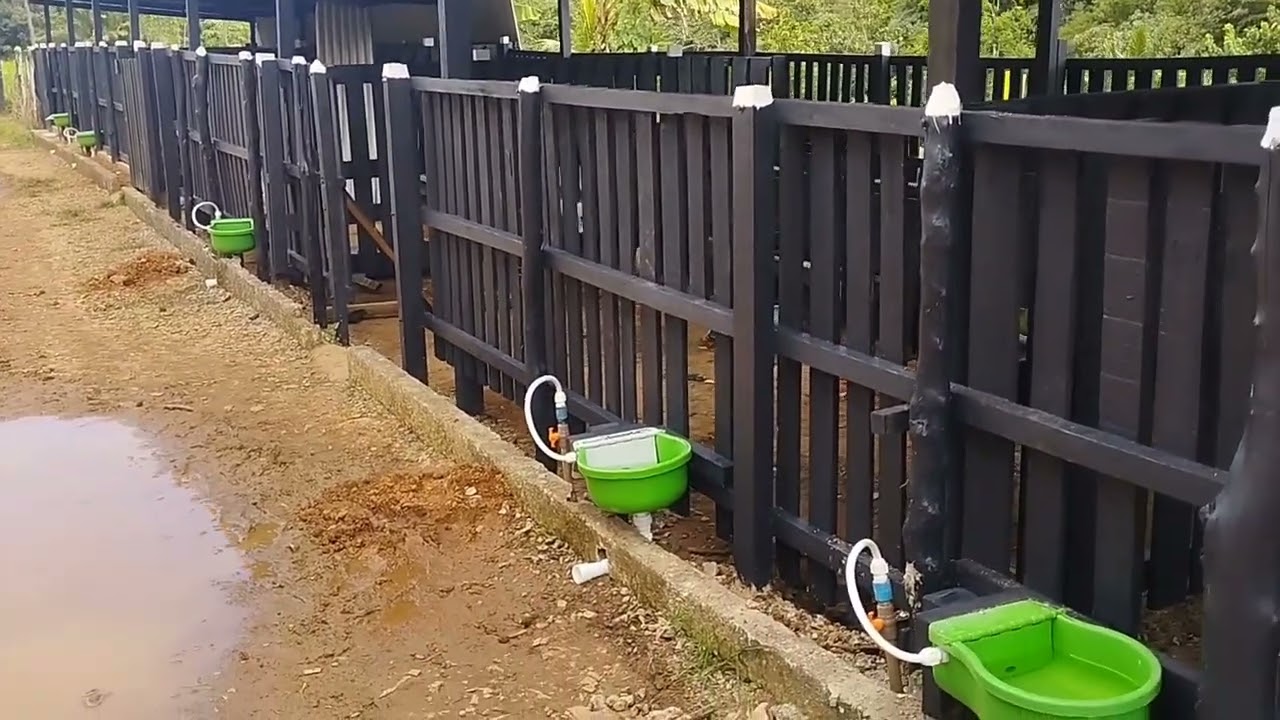Produção de ovinos