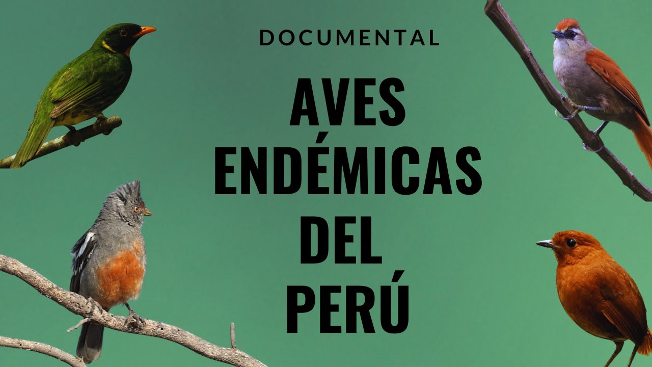 Aves Endémicas Perú