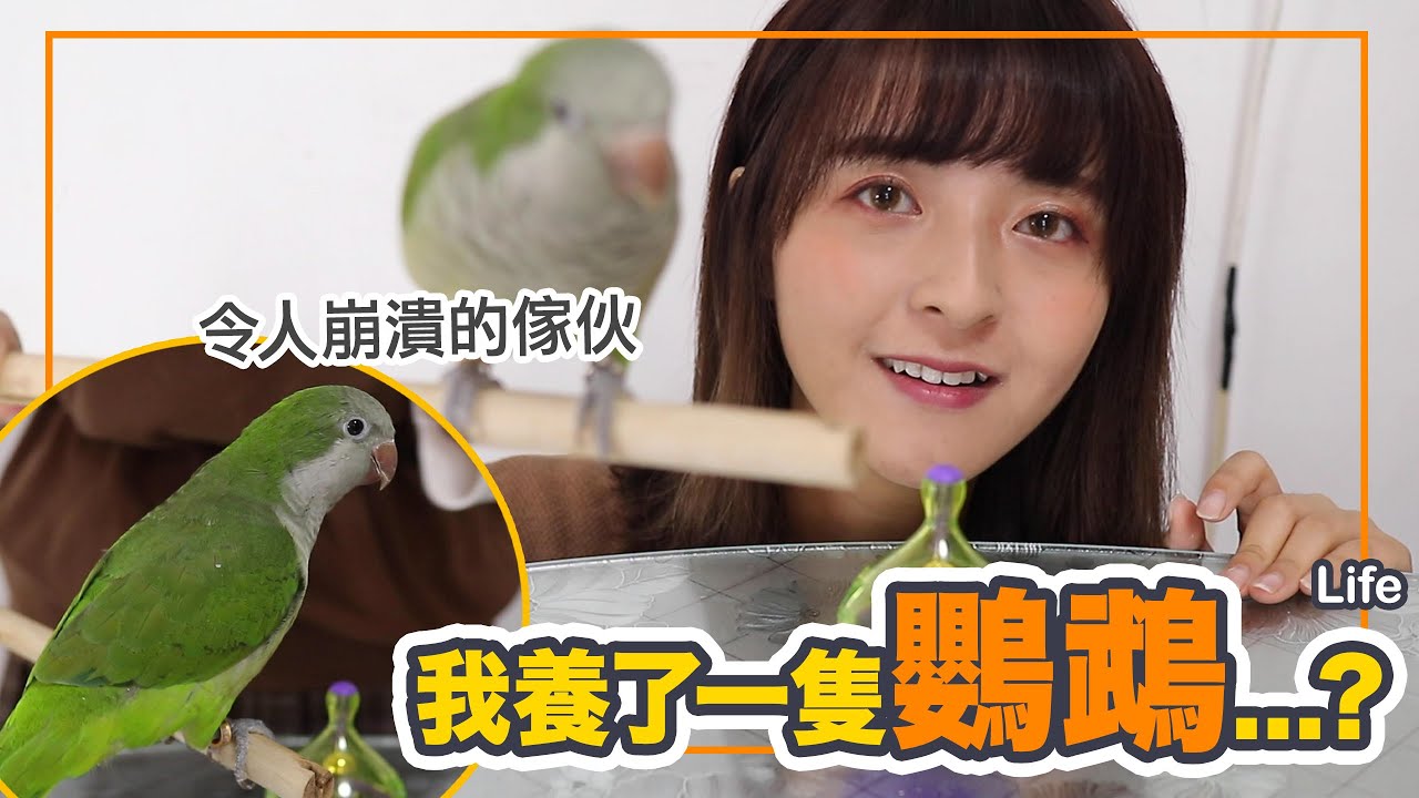 【日常】鸚鵡初手崩潰了，超調皮desu！可能是香港第一個養和尚鸚鵡的YouTuber｜阿櫻Violet