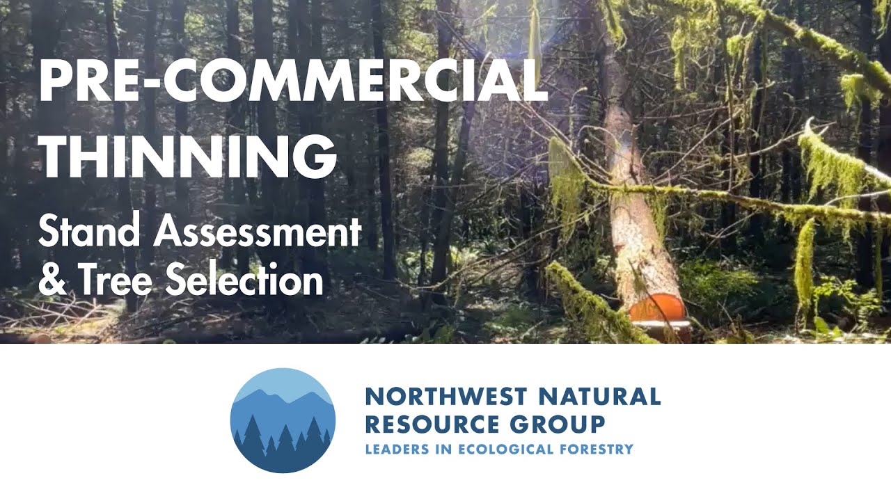 Pre-Commercial Thinning - Stand Assessment & Tree Selection