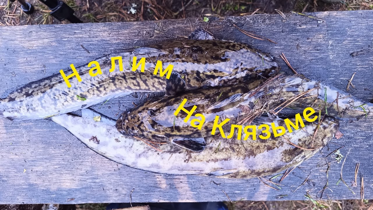 Налим в ноябре на живца 
