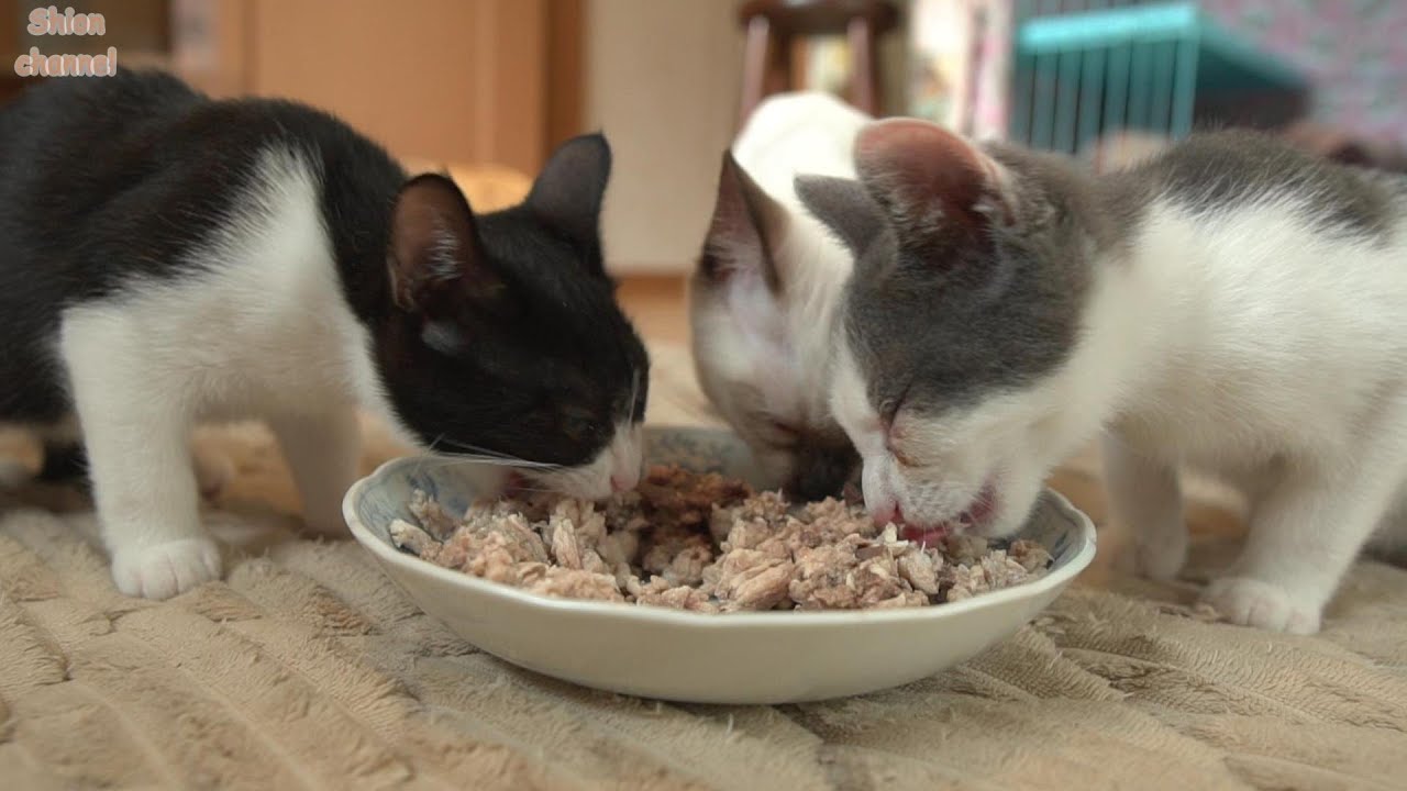 子猫たちに初めて手作りご飯をあげてみたら…