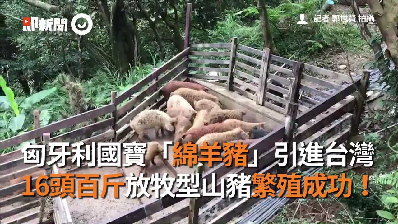 匈牙利國寶「綿羊豬」引進台灣　16頭百斤放牧型山豬繁殖成功！