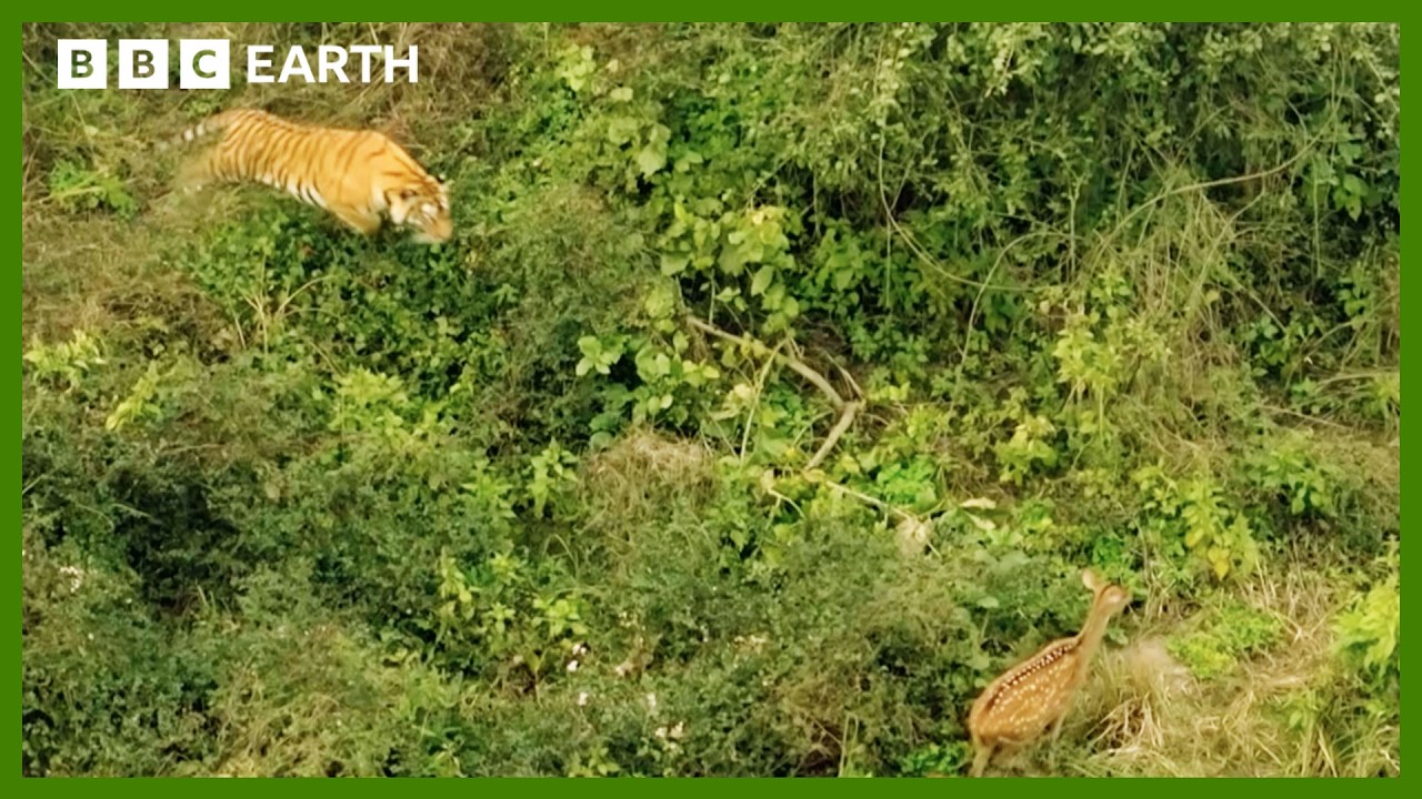 Mother Tiger Hunts to Feed Cubs | Asia | BBC Earth