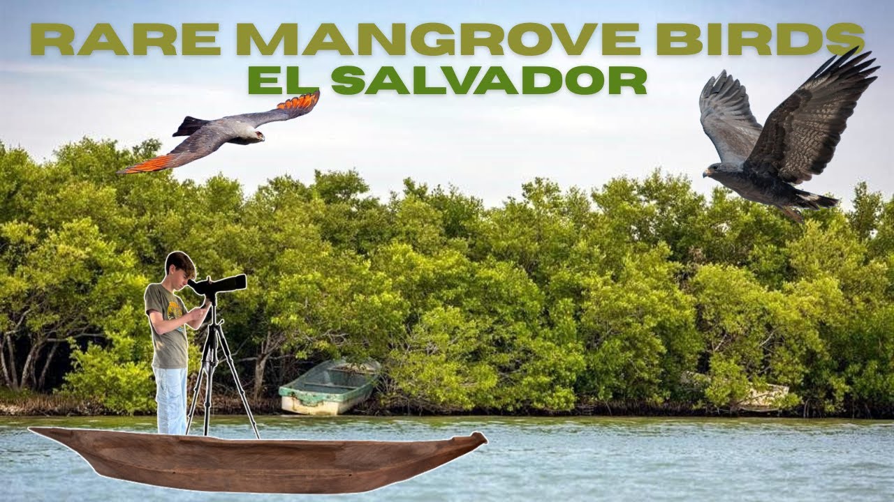 Rare Birds of the Mangroves! | Birding El Barra Santiago, El Salvador