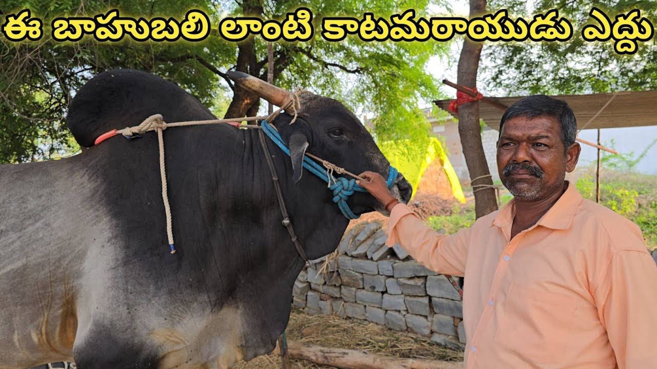 ఈ 64 సైజు లో ఉన్నటువంటి కాటమరాయుడు ఎద్దు మా ఇంటిలోను పుట్టింది || A.గోవిందు యాదవ్ గారు అయ్యవారిపల్లి