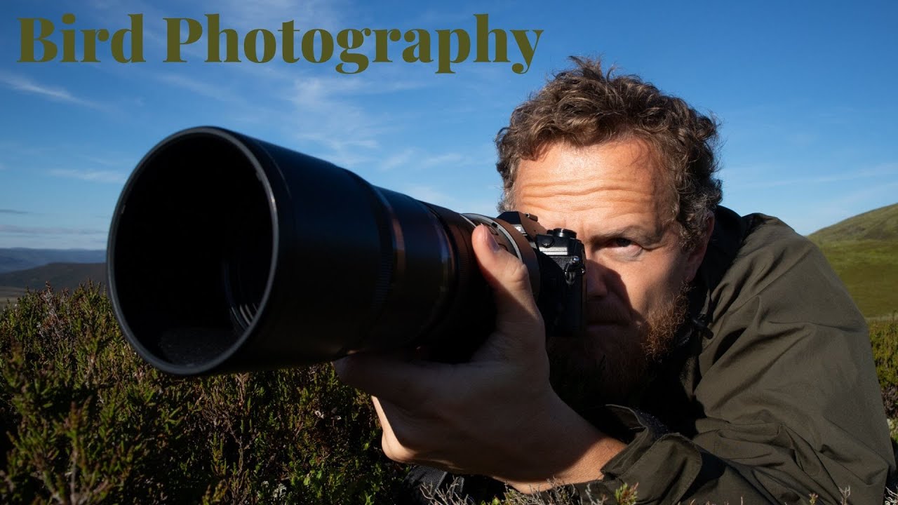 Bird Photography Golden Plover | Scottish Highlands