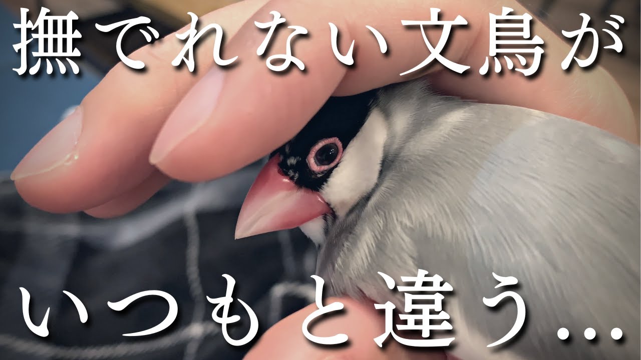 大好きな嫁がいないと分かったら態度が豹変する文鳥... Java sparrow