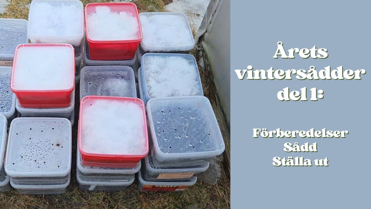 Dessa fr&ouml;er vinters&aring;r jag i &aring;r!