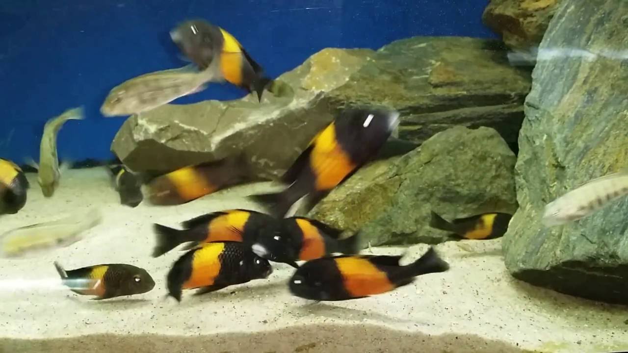 Tropheus sp. 