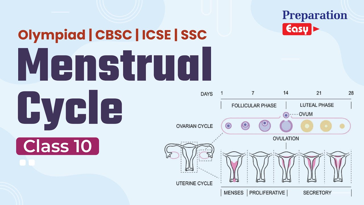 Menstrual Cycle Explained | Olympiad, ICSE, CBSE, SSC Biology | Preparation Easy