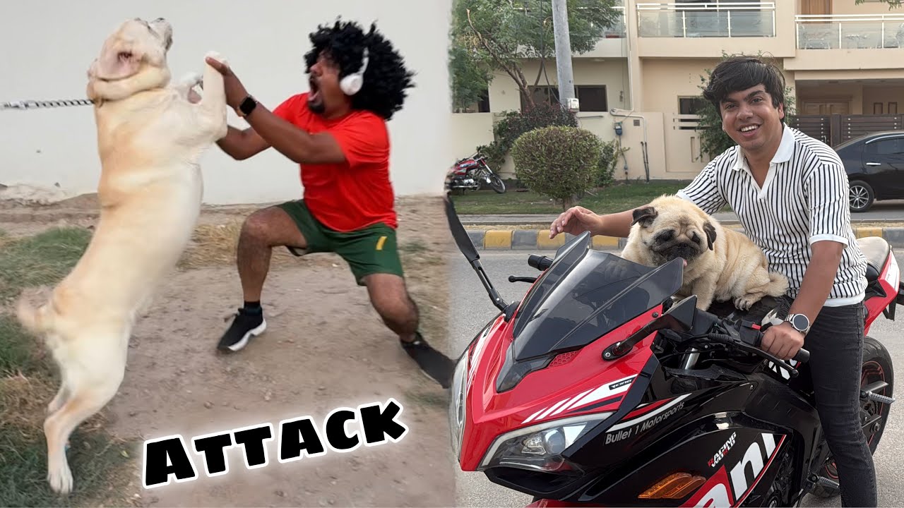 Street Dog Attack on Mamu 😱