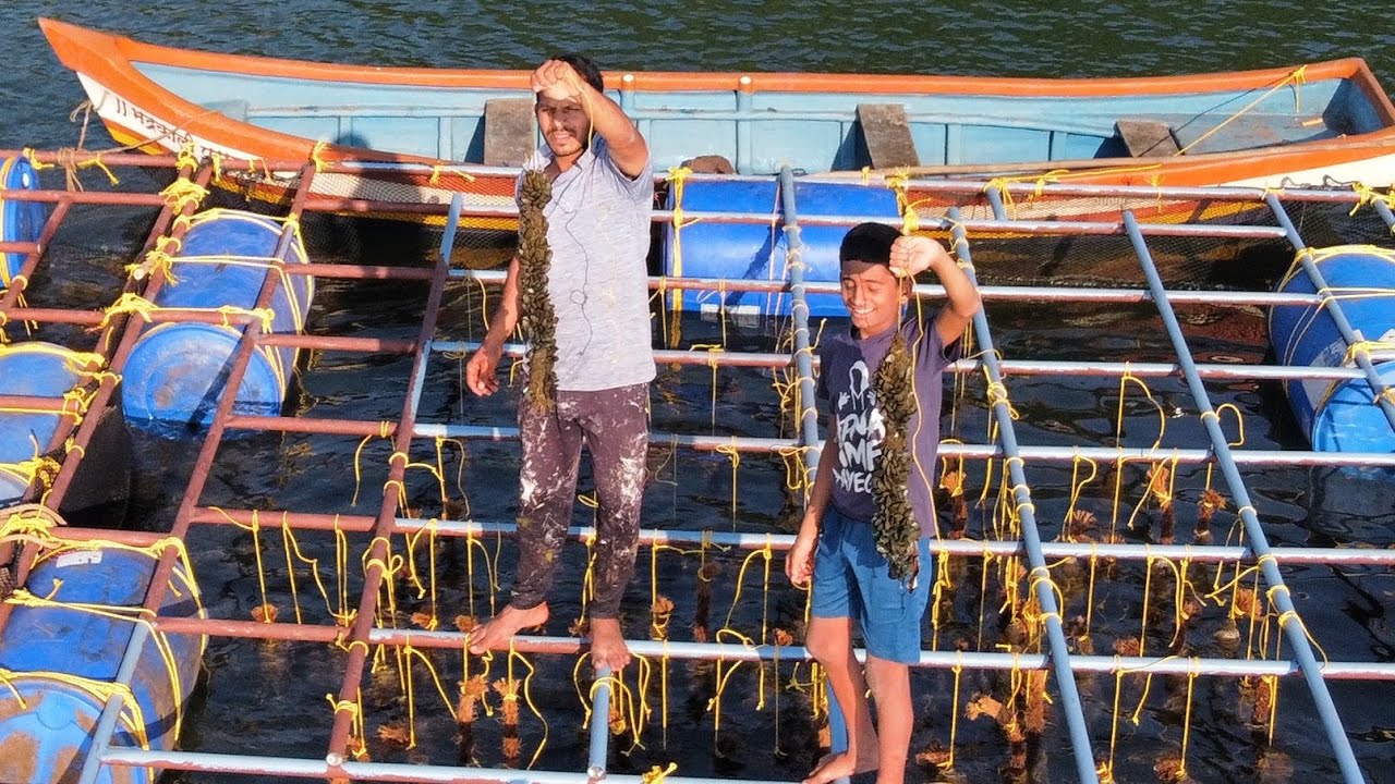 खाऱ्या पाण्यातील हिरव्या शिंपल्यांची शेती | Green Mussels Farming | शिनान्याची शेती