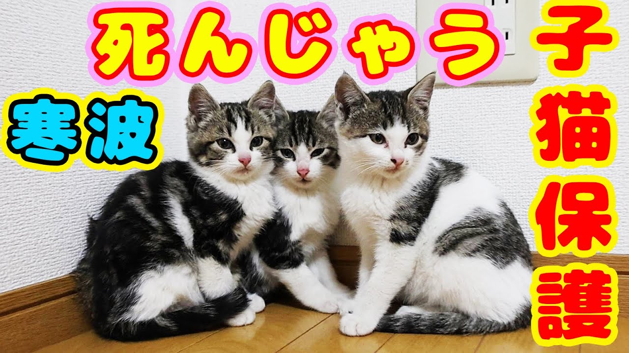 Мы спасли котят, которые чуть не замерзли на морозе.