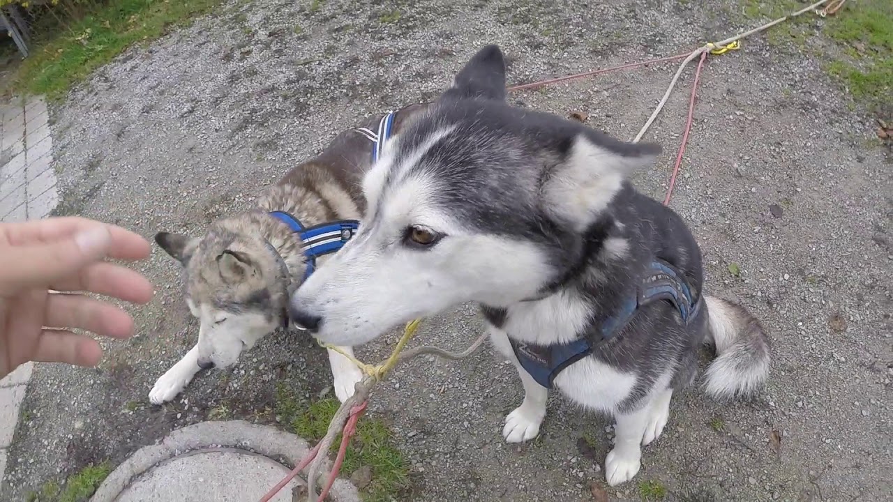 Worauf es beim Husky Einspannen ankommt / Zughundesport / Hundetraining / Nature Trails