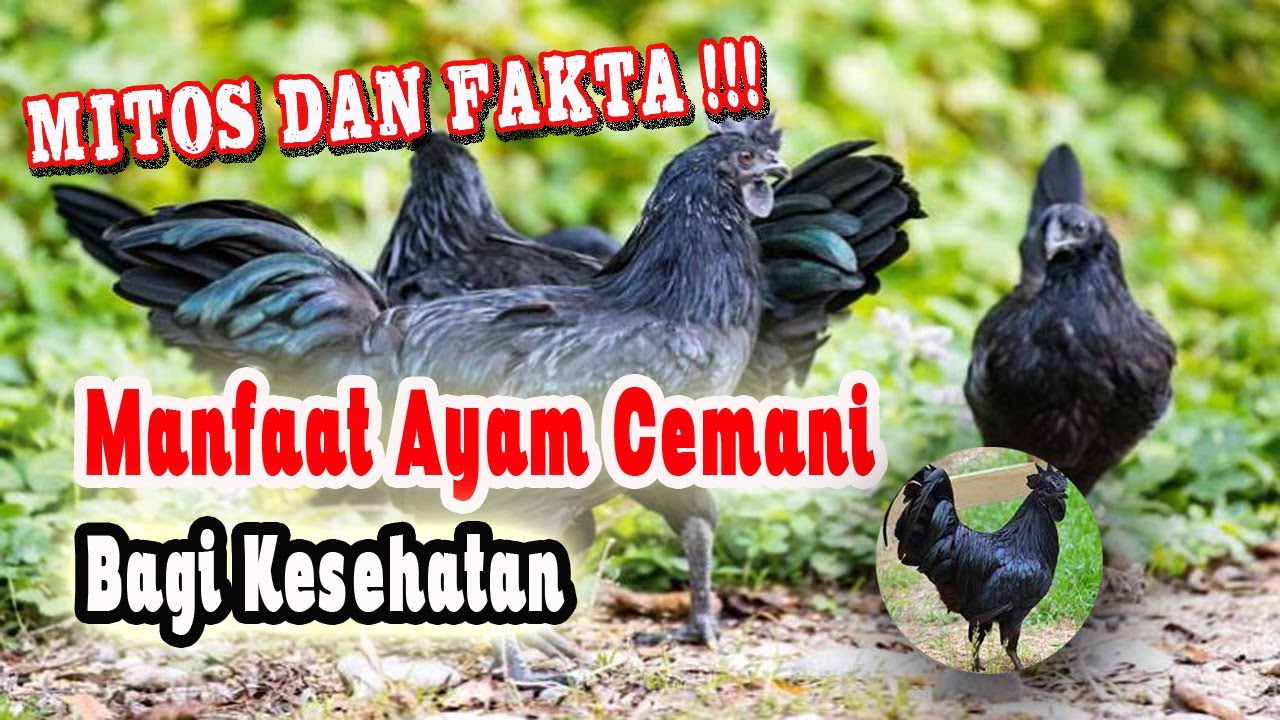 MITOS DAN FAKTA - Manfaat Ayam Cemani Bagi Kesehatan