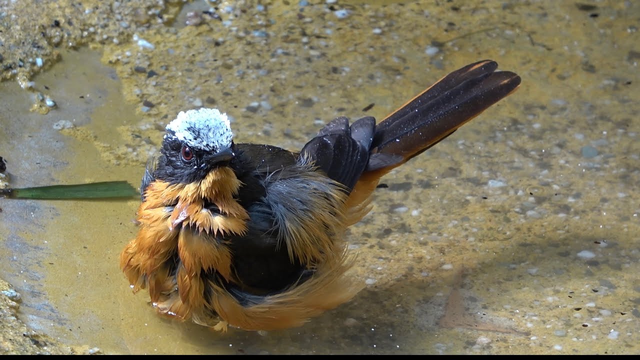 Snowy-crowned Robin-chat
