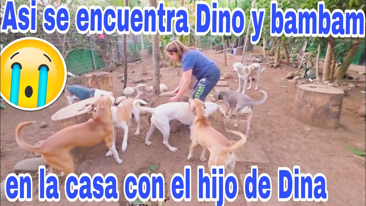Esto a sucedido con Dino y bambam desde que se fueron😱😳