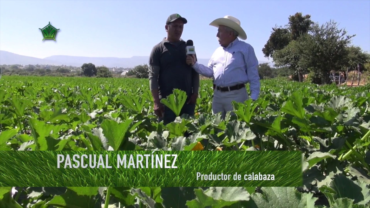 AgroScience | Mayores Ganancias en Calabaza