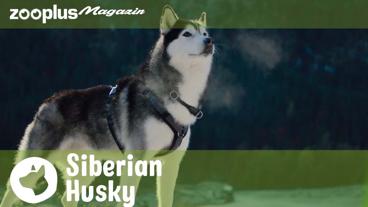 Siberian Husky: Kein Hund für Anfänger