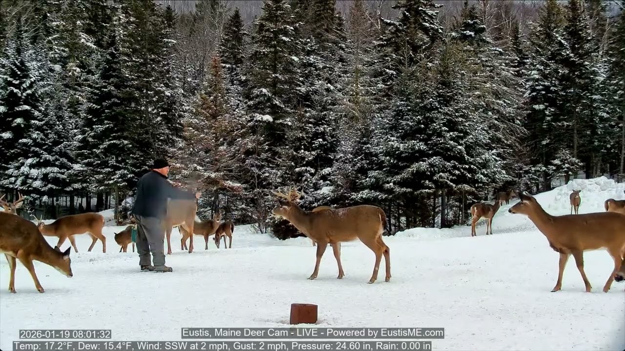 Greg made a friend! Hand feeding a Maine buck on 1/19/26