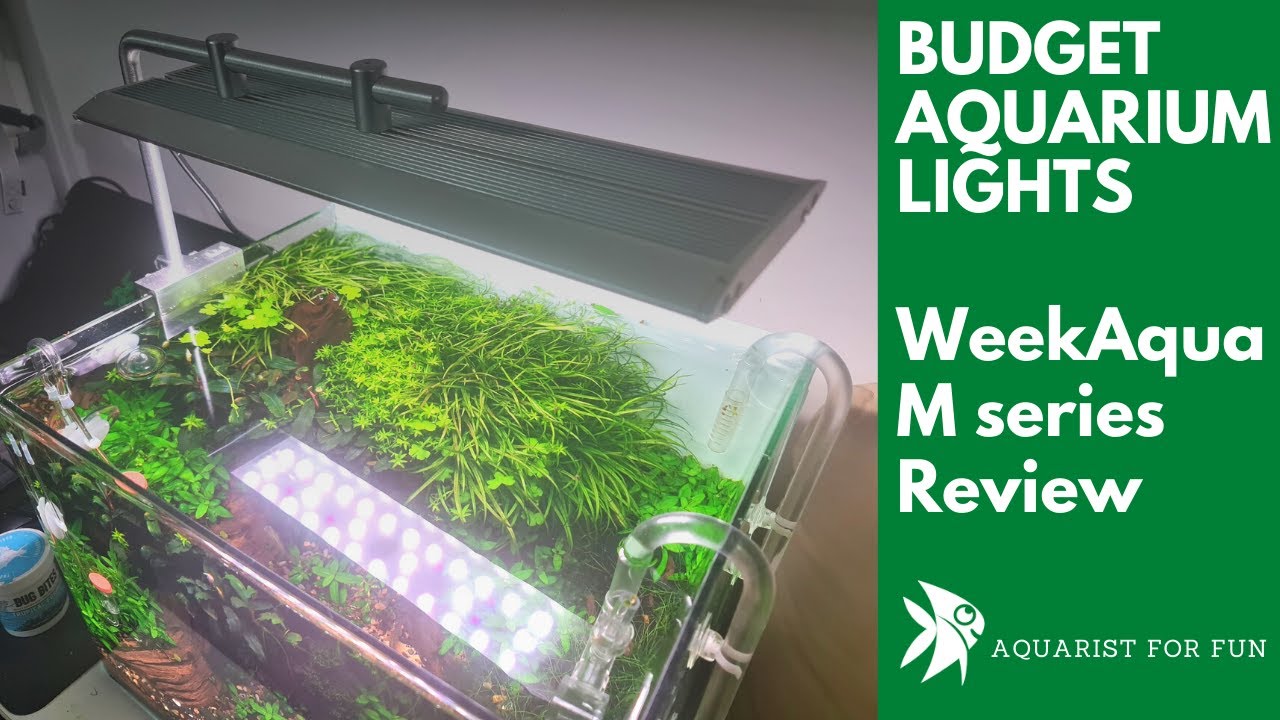 CHIHIROS CONTENDER? Week Aqua M series Aquarium Lights @WEEK AQUA