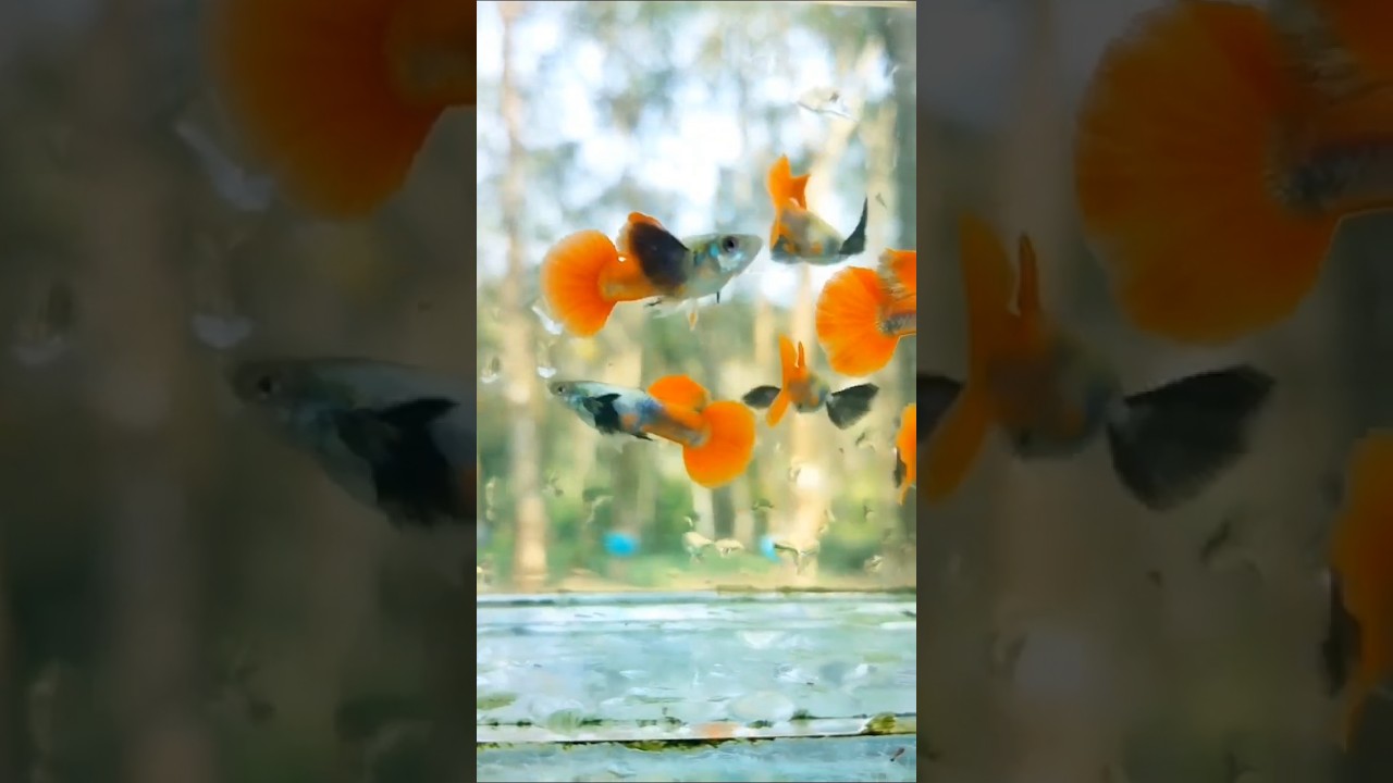 platinum red big ear guppy fish #aquariumfish #guppy #fishkeepinghobby #fishing #fishtank