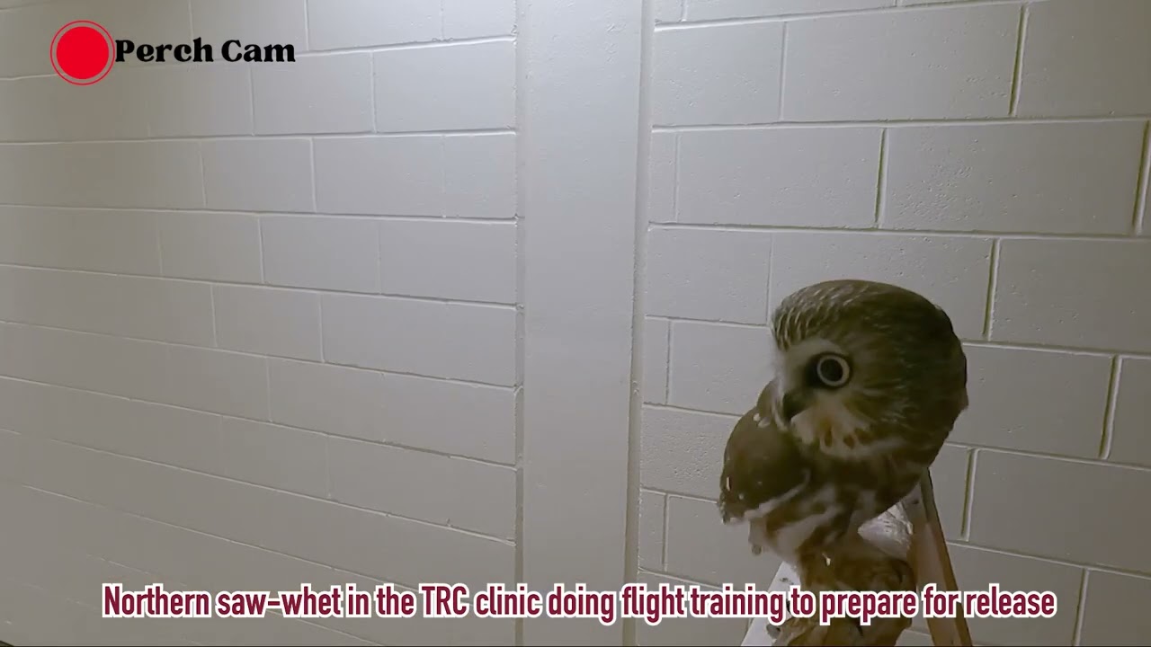 Norther Saw-Whet #Owl Flys Again!