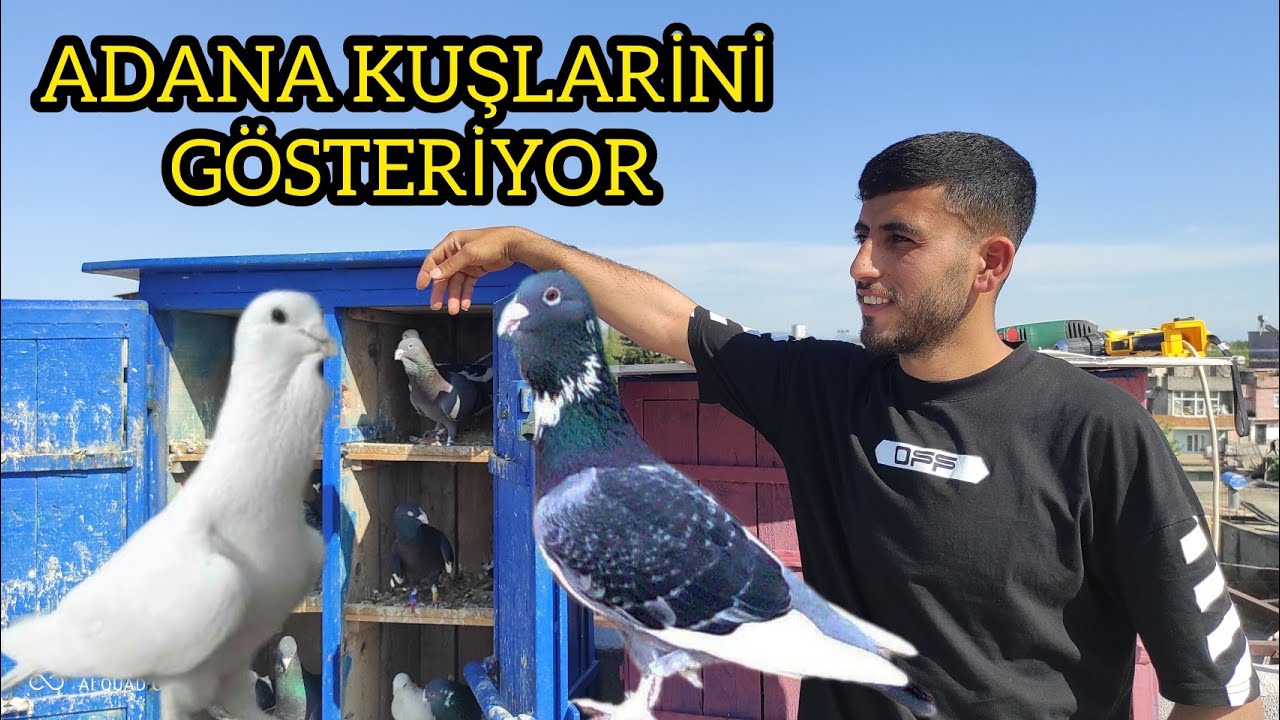 OSMAN LALE ADANA GUVERCİNLERİNİ TANITIYOR ! #PART1