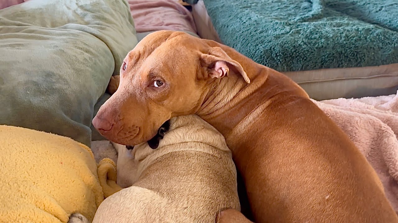 Adopted Pit bull that loves his little sister Pug