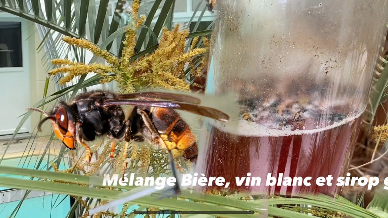 PROLIFÉRATION DE FRELONS autours de la fleur de palmier ! Ils vont TOUS dans la BOUTEILLE se NOYER💪