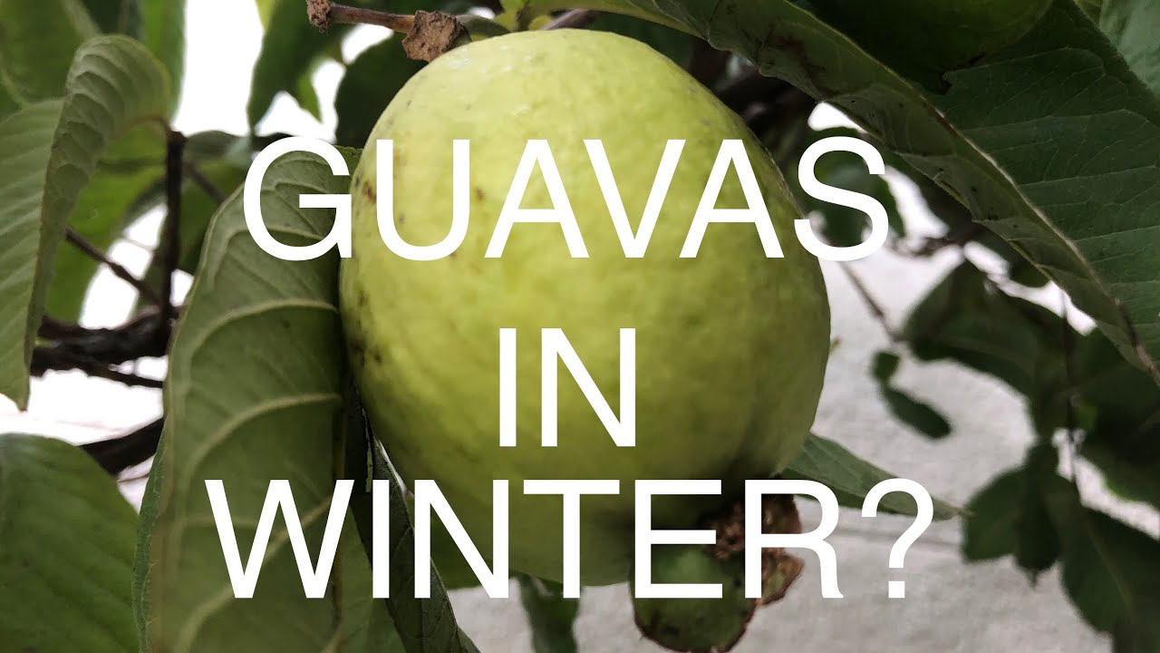 GUAVA TREES- Even grow FRUIT IN WINTER? COLD DAMAGE?