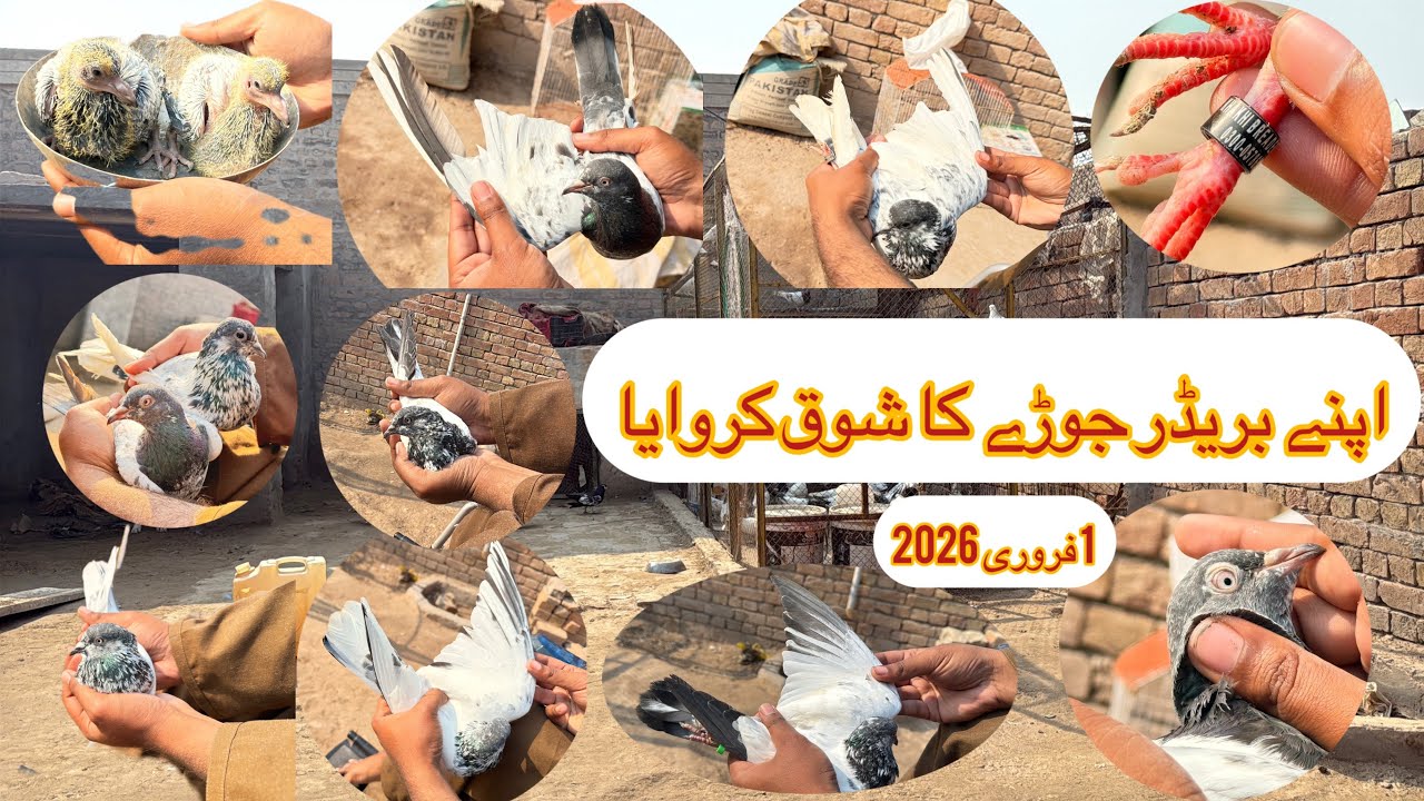 Apne Breeder 35 No Jory Ka ShooQ Karwaya 1 February 2026 | KHAKHI PIGEONS