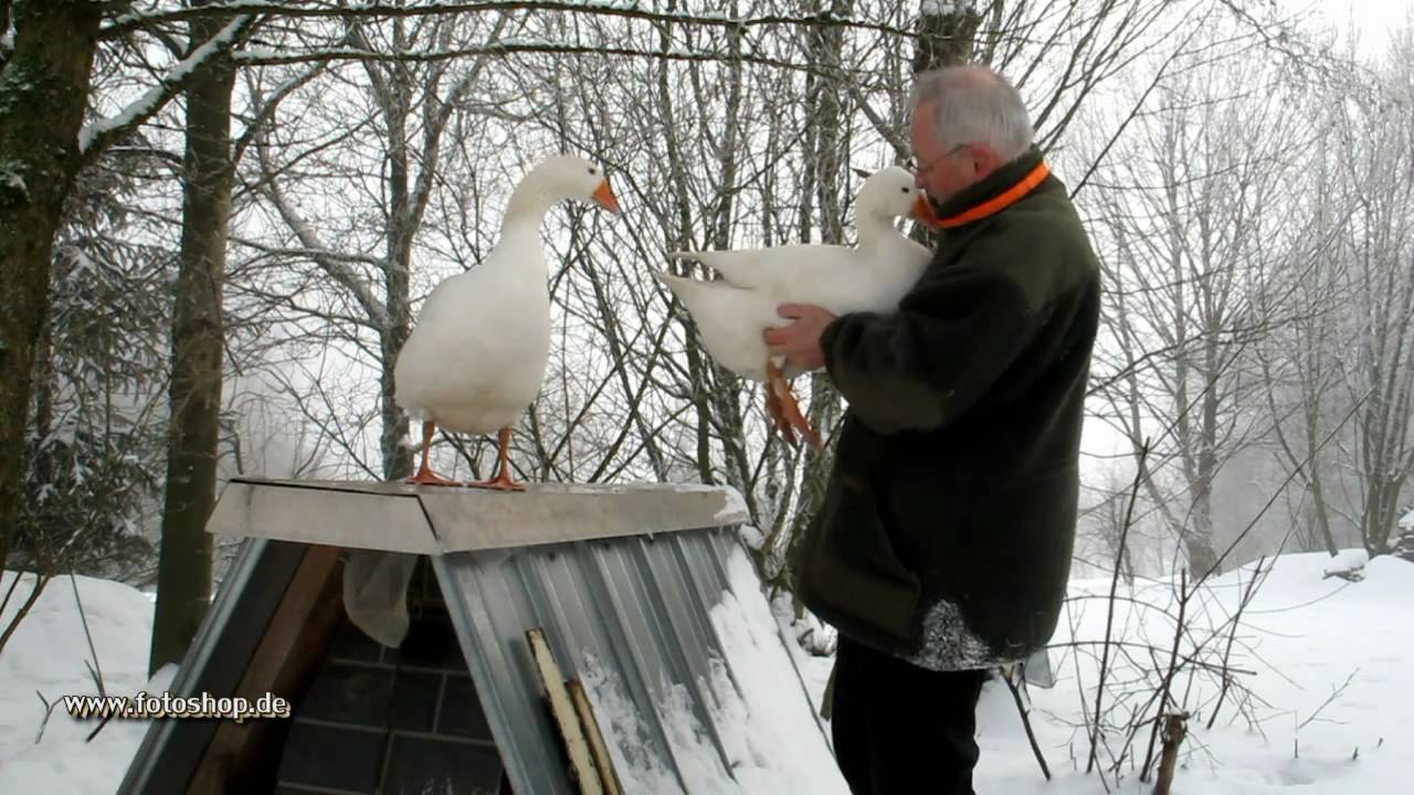 Gänse im Schnee. Gänse im Winter. Wildpark Bad Marienberg. love geese