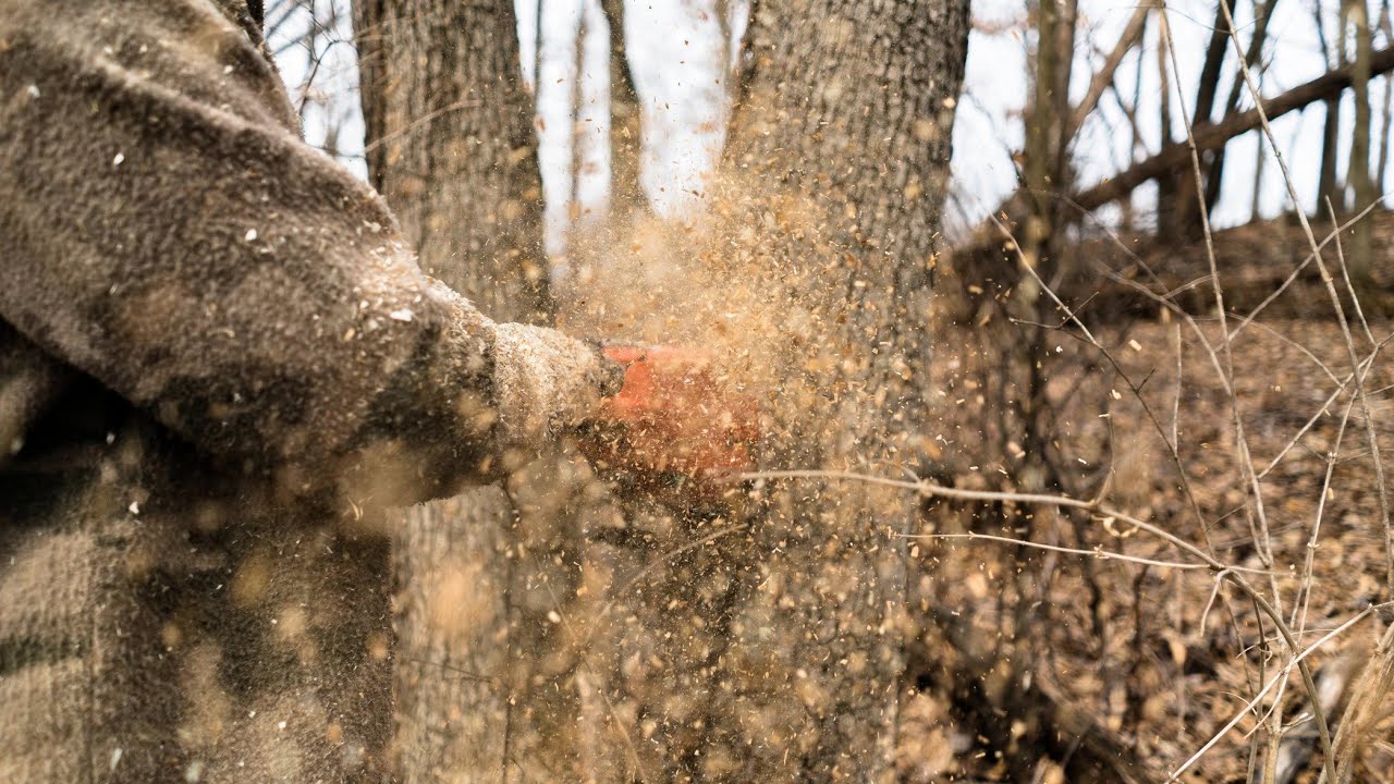 Top 10 Deer Habitat Improvement Mistakes