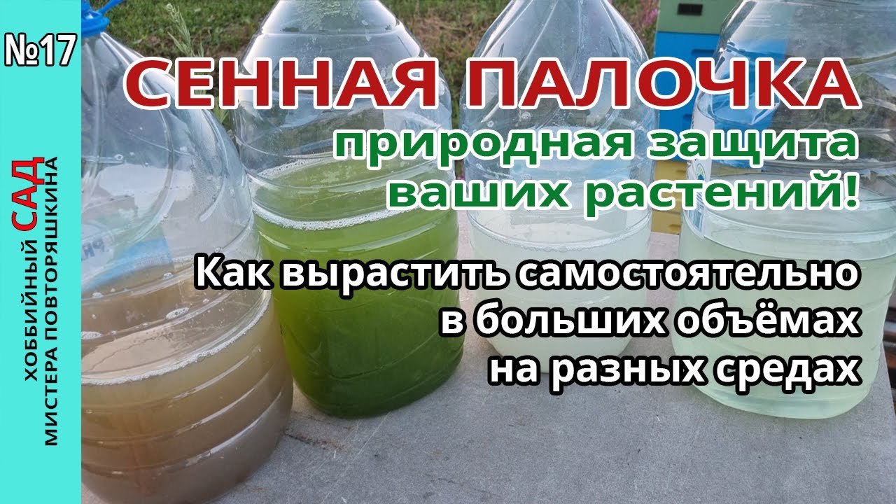 Как вырастить самостоятельно сенную палочку без особых затрат. Эксперимент на разных средах.