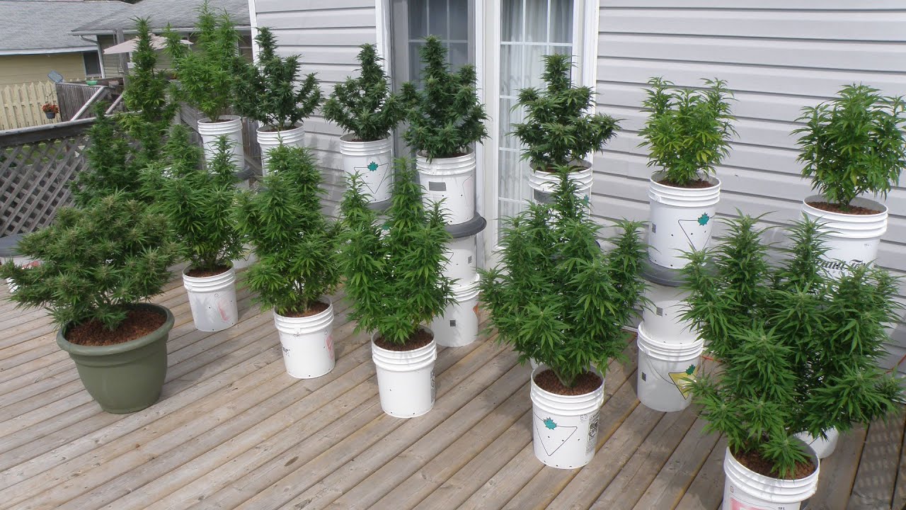 Growing Cannabis Outdoors in Northern Ontario 2022