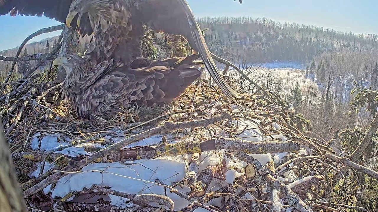 Jūras ērgļis~☺️ Milda & Zorro meet on nest for mating~11:27 AM 2026/02/15