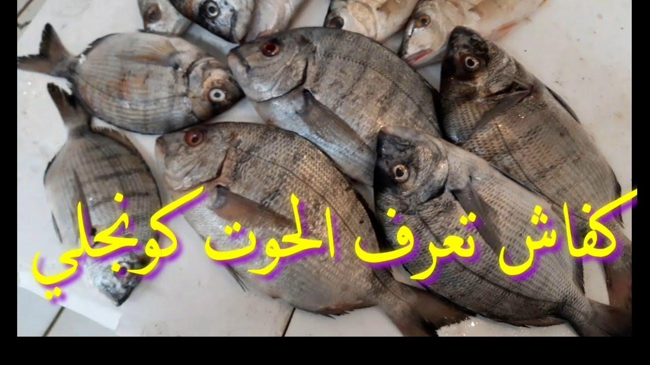 كفاش تعرف الحوت الكونجلي وسط الحوت الفري