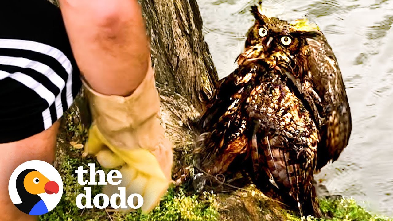Guy Is So Excited To Release The Owl He Rescued Back To The Wild | The Dodo