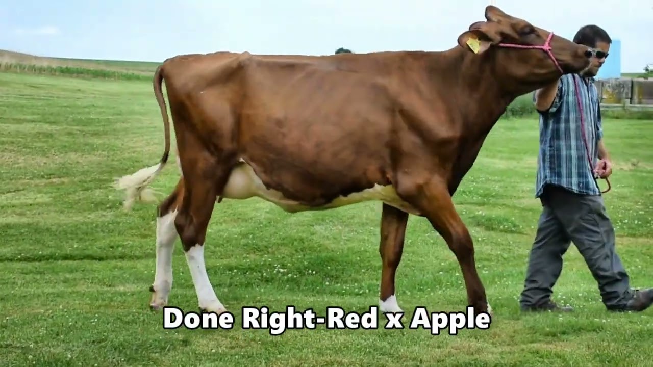 2022 Triple-Hil Sires Promotional Video