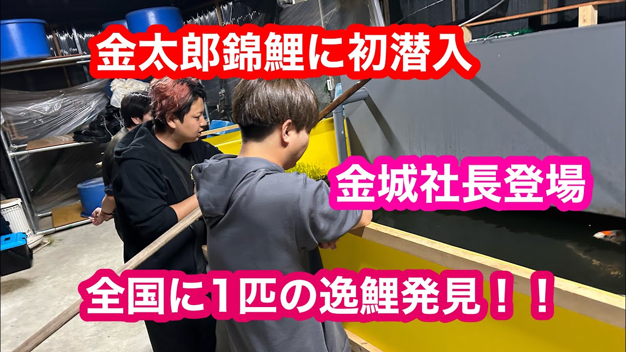 【遼河鯉庵】金太郎錦鯉に突撃して隠し池から特別な錦鯉を買ってきた！！