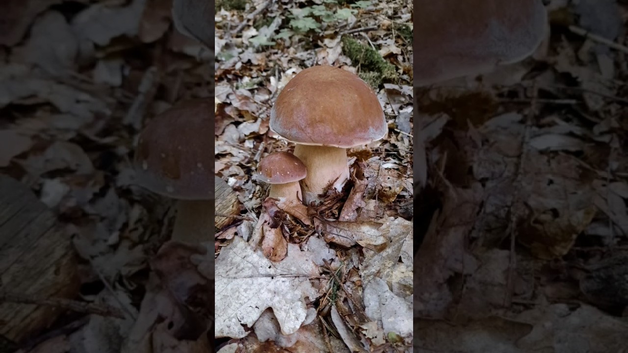 Mushrooms 🍂🍃 #mushroom #autumn #forest #boletus #baravykai #ruduo #grybai