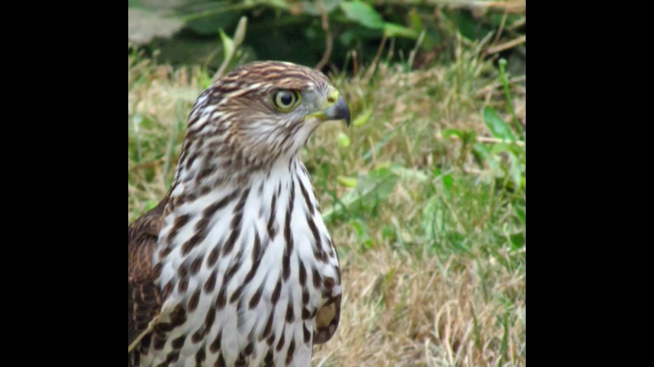 Sharp-shinned or Cooper's hawk hunting for birds