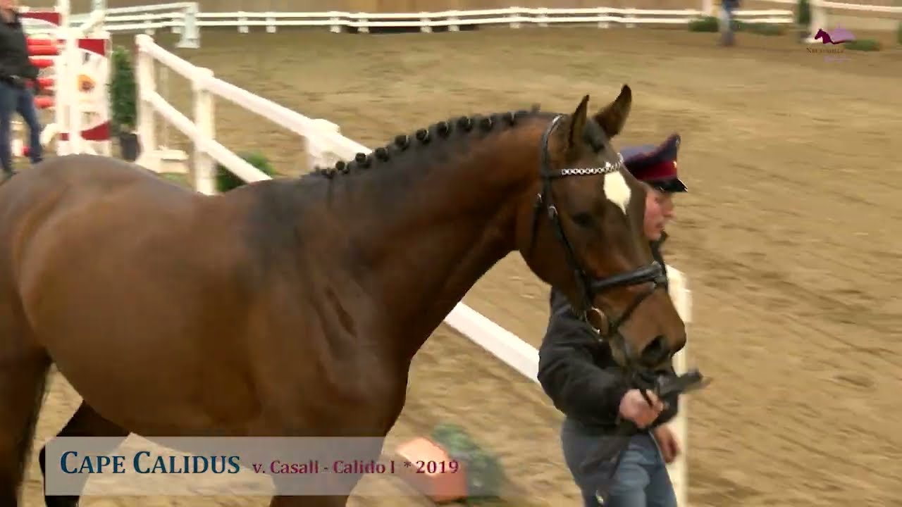 Cape Calidus v. Casall - Calido I